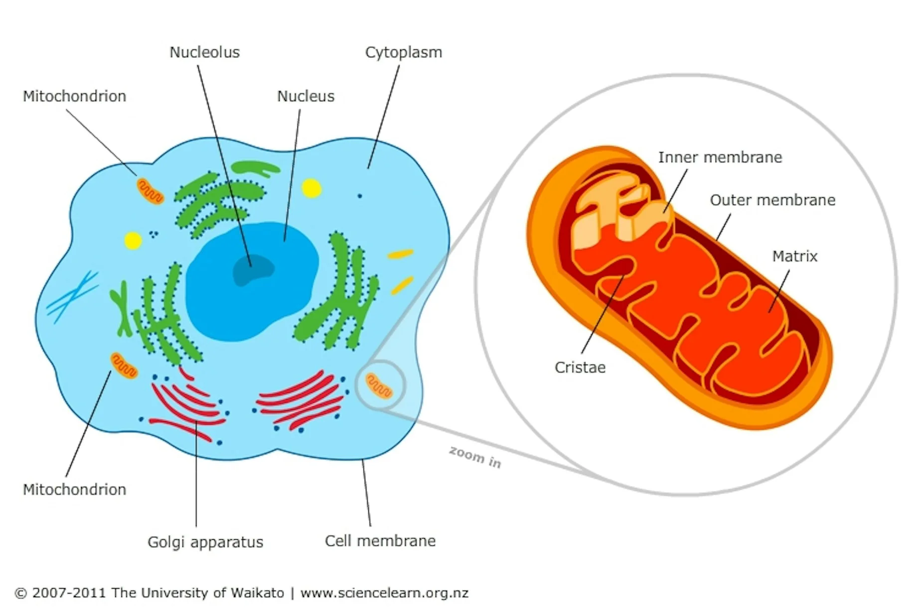 <p>Mitochondria are?</p>