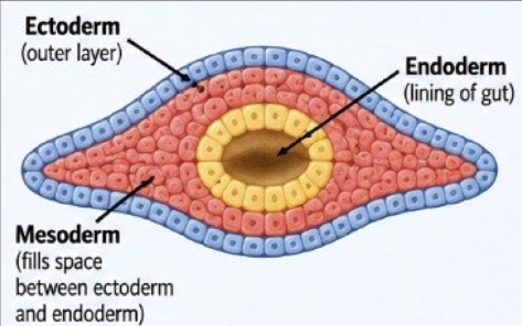 <p>acoelomate</p>