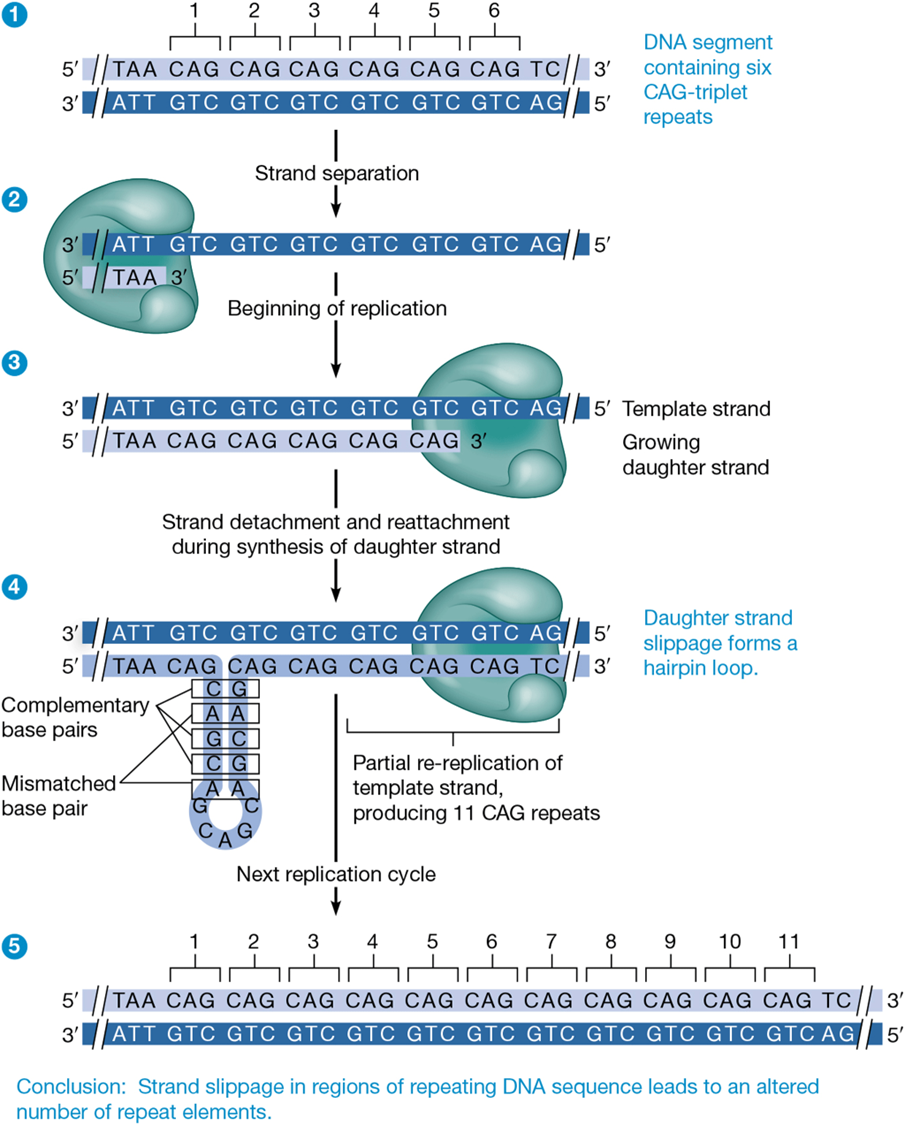 <p>spontaneous replication error that occurs in a region with repetitive DNA </p><p>causes slippage errors</p>
