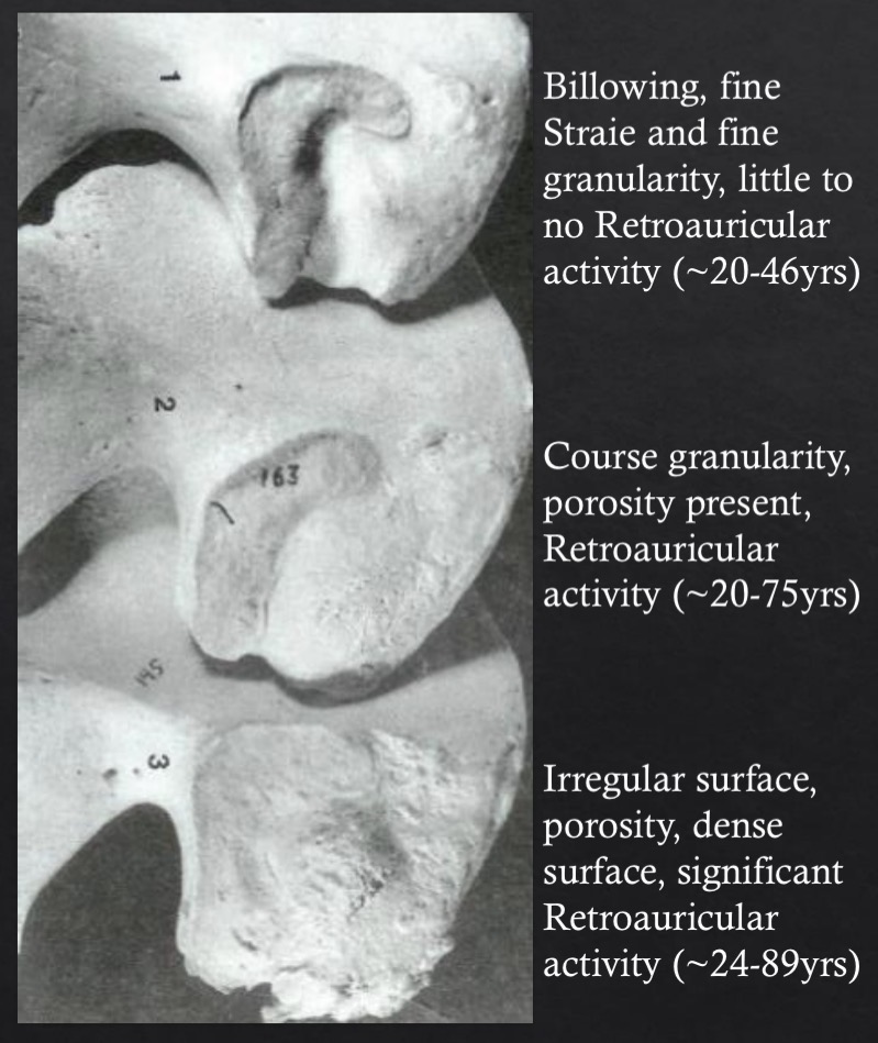 <p>Changes in billowing, striae, porosity, surface changes, etc.</p><p></p><p>~20-46 yrs: billowing, fine striae, and fine granularity</p><p>~20-75 yrs: Course granularity, porosity present</p><p>~24-89 yrs: irregular surfaces, porosity, dense surface </p>