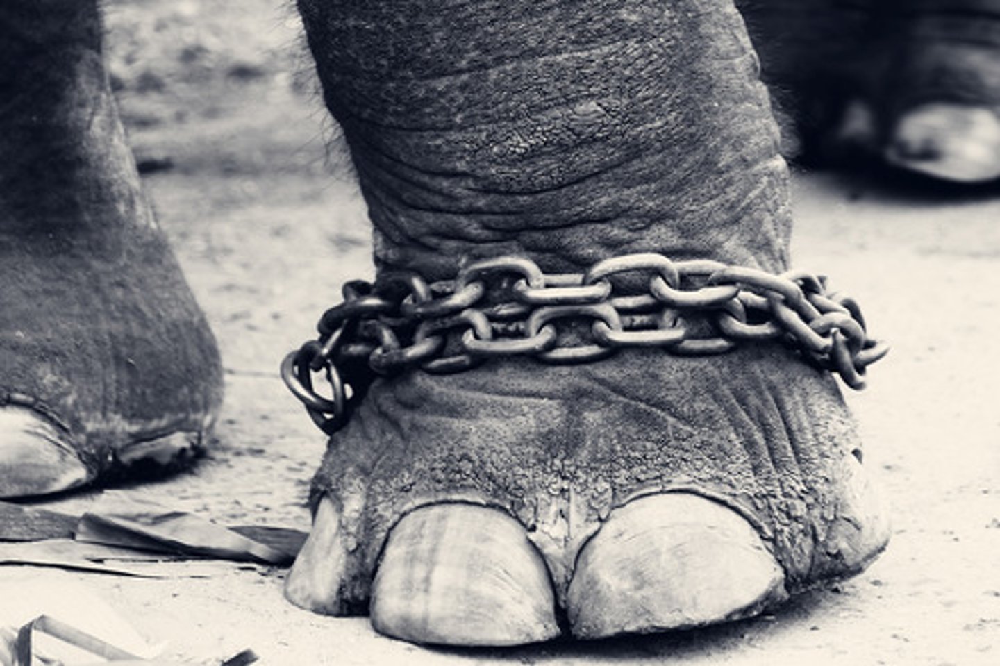 <p>TRANSLATION: держать животных в неволе</p><p>DEFINITION: to keep wild animals confined in zoos or cages</p><p>EXAMPLE: Many people argue whether it is right to ........................ at all. Многие люди спорят, правильно ли вообще ДЕРЖАТЬ ЖИВОТНЫХ В НЕВОЛЕ.</p>