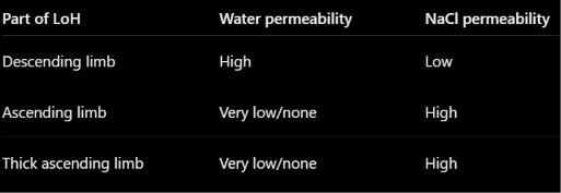<ul><li><p>Create a hyperosmotic medullary interstitium</p></li><li><p>Makes the fluid of the medullary interstitium surrounding the LoH and also surrounding the collecting ducts have a very high solute osmolality</p></li><li><p>As you move from outer renal cortex to inner renal medulla, interstitum of medullary region becomes progressively more concentrated - corticomedullary or corticopapillary osmotic gradient </p></li></ul><p></p>