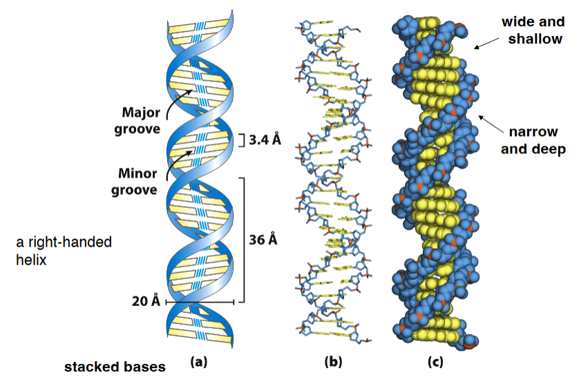 <p>hydrogen bonding + stacking interactions</p>