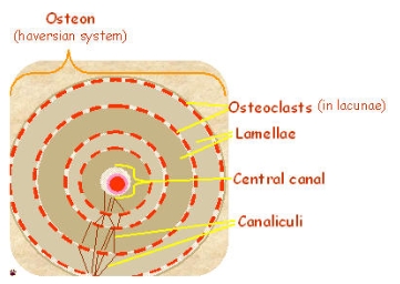 <ul><li><p>Osteon (haversian system)</p></li><li><p>Osteoclasts (in lacunae)</p></li><li><p>Lamella</p></li><li><p>Central canal</p></li><li><p>Canaliculi</p></li></ul><p></p>