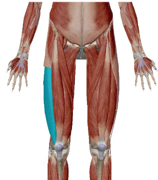 <p>what muscle is this</p>