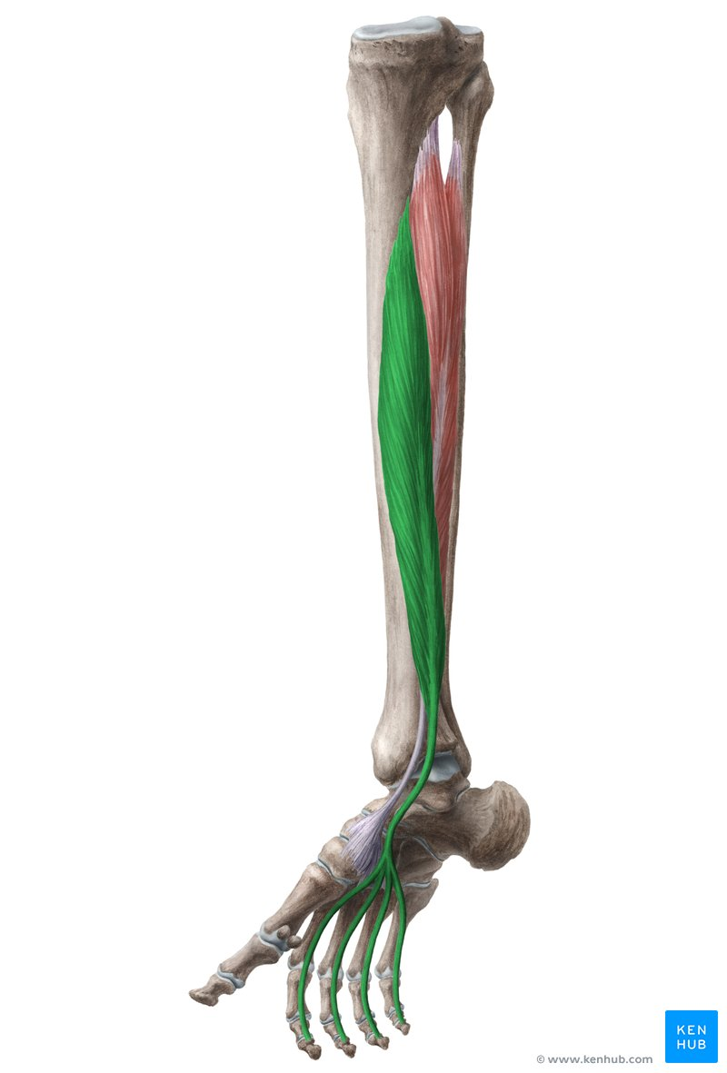 <p>What is Deep Posterior Muscle</p>