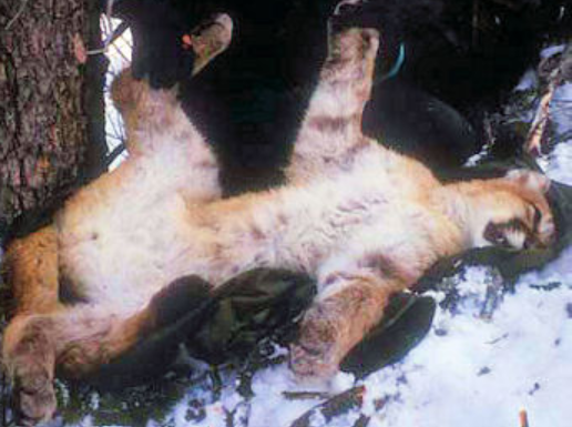 <p>spots on hind legs and barring on the front legs </p>