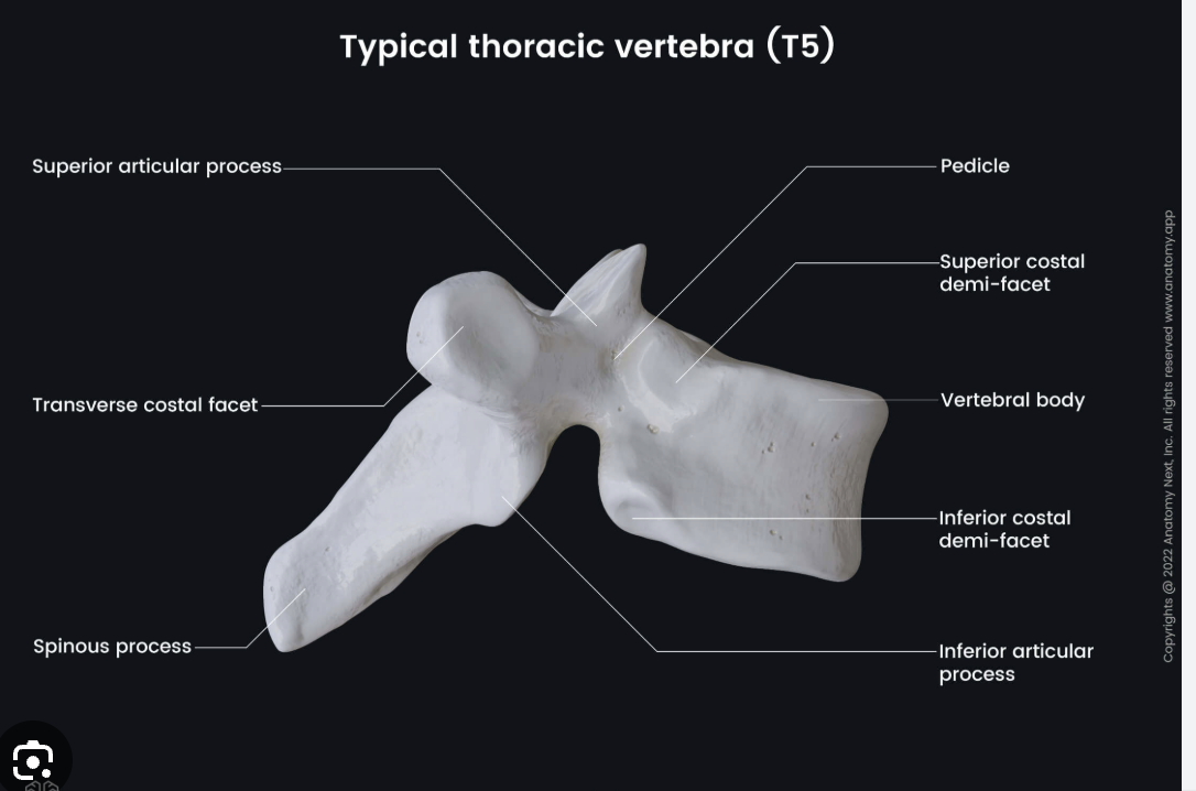 <p>Thoracic</p>