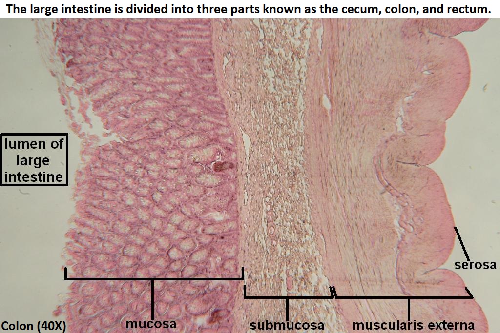 <p>extra large intestine histology</p>