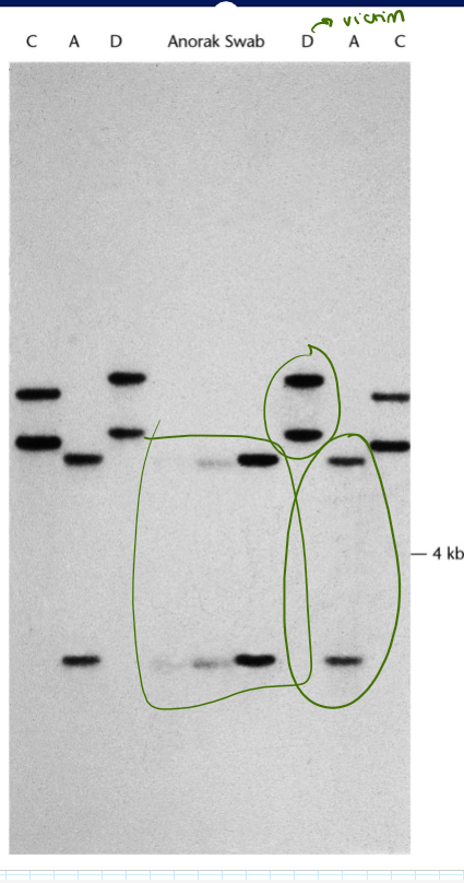 <ul><li><p>D: victim</p></li><li><p>A: suspect 1</p></li><li><p>C: suspect 2</p></li></ul><p>Who is the killer?</p>