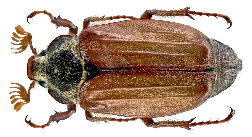 <p></p><p>rad:</p><p>druh:</p>