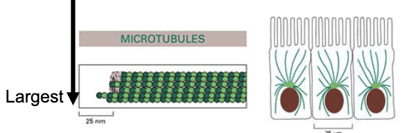 <ul><li><p><strong>Largest</strong> cytoskeletal filaments: ~25 nm</p></li><li><p>Long, hollow cylinders</p></li><li><p>Made of <strong>α- and β-tubulin heterodimers</strong></p></li><li><p><strong>Dynamic</strong></p></li><li><p>More rigid than actin</p></li><li><p>One end is associated with the <strong>centrosome</strong></p></li></ul><p></p>