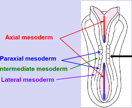 <p>axial, paraxial, intermediate and lateral</p>