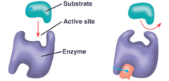 <p>Enzyme bonding sites often have a (hydrophobic or hydrophilic) binding site. This site is perfect for things like steriods</p>
