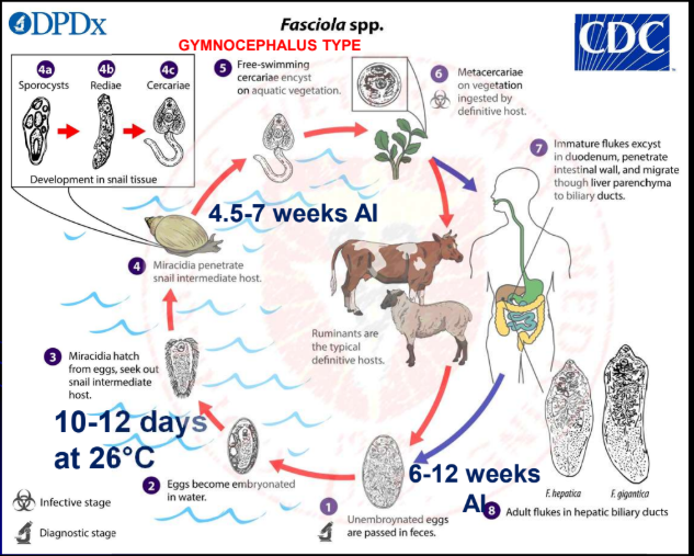 <p>daughter rediae are produced under unfavourable</p><p>condition</p><p>cercariae – settle within few to 2 h on blades of grass or</p><p>other plants just below water level or on water surface,</p><p>cast off tail and form cyst to become metacercariae</p><p>(size: 280 μm or 0.28 mm in diameter)</p><p>after ingestion by DH</p><p>- metacercariae excyst in the duodenum; young flukes</p><p>emerge after being elicited by a bile component,</p><p>glycocholic acid</p><p>young flukes  intestinal wall  most are in the</p><p>abdominal cavity within 24 h  have penetrated the liver</p><p>capsule by 4-6 d AI  migrate in liver parenchyma where</p><p>they feed for 4-7 weeks</p><p>finally, they enter bile ducts and mature</p>