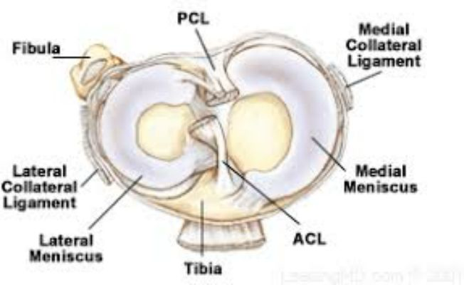 <p></p><ul><li><p><strong>Lateral Meniscus</strong> </p><ul><li><p>More circular or "O-shaped"</p></li><li><p>Covers smaller area of the tibial plateau<br></p></li></ul></li><li><p><strong>Medial Meniscus</strong> </p><ul><li><p>Semi-lunar Shaped</p></li><li><p>Covers larger area of tibial plateau</p></li><li><p>Thicker and "more bound down"</p></li></ul></li></ul><p></p>