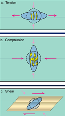 <p>1. Compression</p><p>2. Tension</p><p>3. Shear</p>