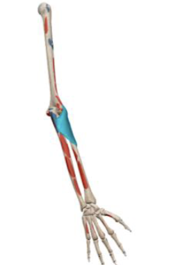 <p>what muscle and action is this </p>