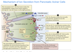 <p>1. An Na-K pump creates an inward Na+ gradient. </p><p>2. The Na/K/Cl cotransporter produces a new Cl- uptake, driven by the previously generated Na+ gradient</p><p>3. The Na-K pump activity results in a rise in intracellular K+. this K+ is shunted by K+ channels. </p><p>4. Intracellular accumulation of Cl- drives Cl- secretion into the acinar lumen. </p><p>5. The movement of Cl- into the lumen drives Na+ movement into the lumen via tight junctions. </p><p>6. Water moves with the Na+. The end result is NaCl in the lumen of the acinus</p>