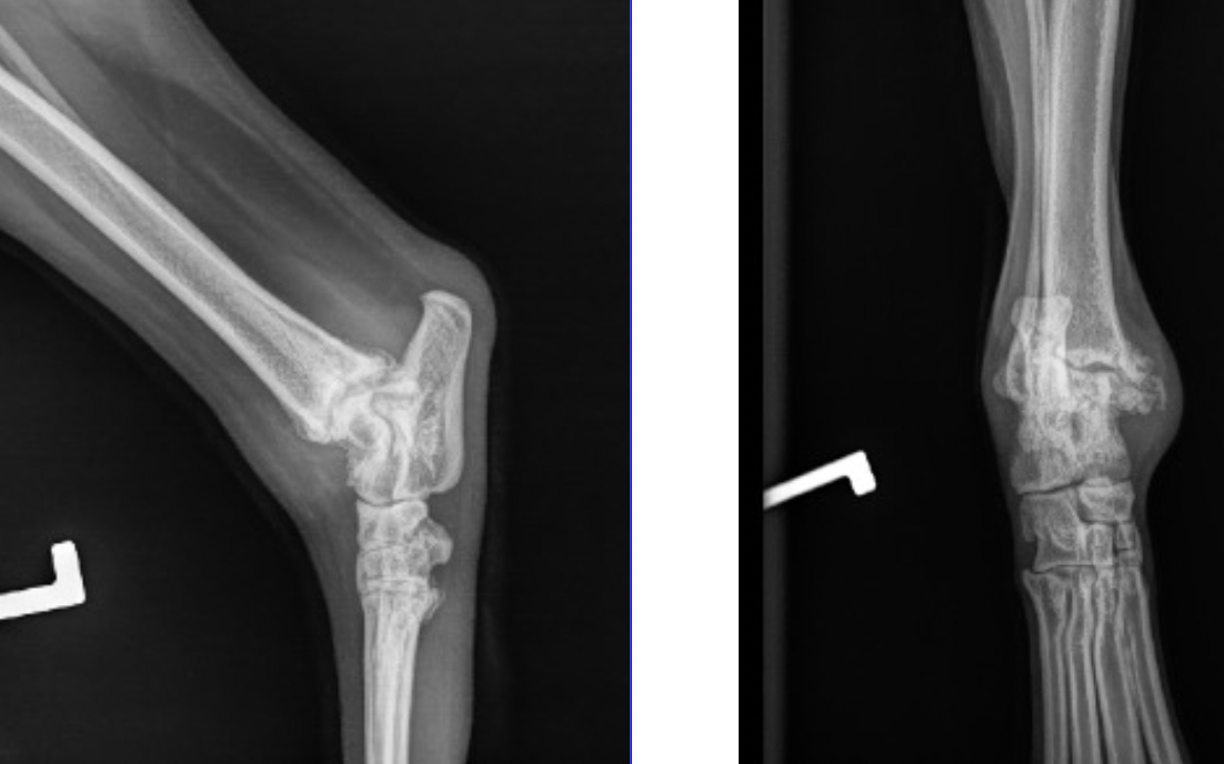 term image