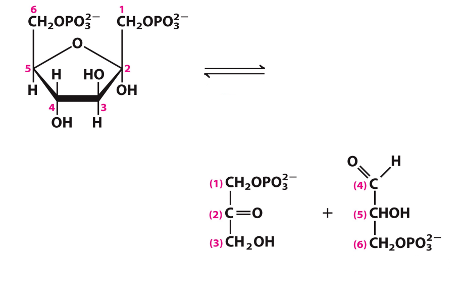<p>What enzyme catalyzes this reaction? What are the intermediates, if any?</p>