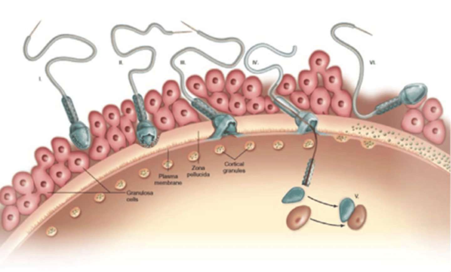 <p>sperm nucleus</p><p>(Note: called penetration)</p>