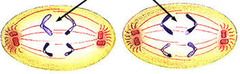 <p>Sister chromatids separate in meiosis II.</p>