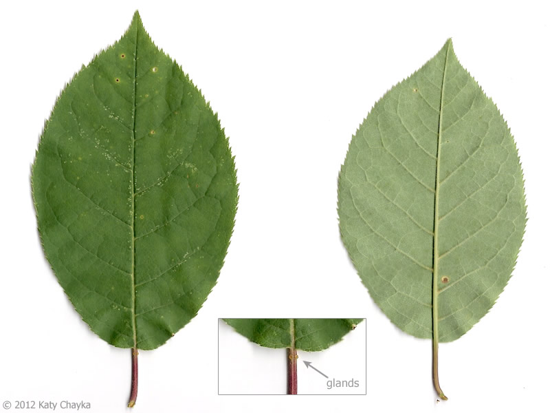 <p>No chordate leaf base</p>