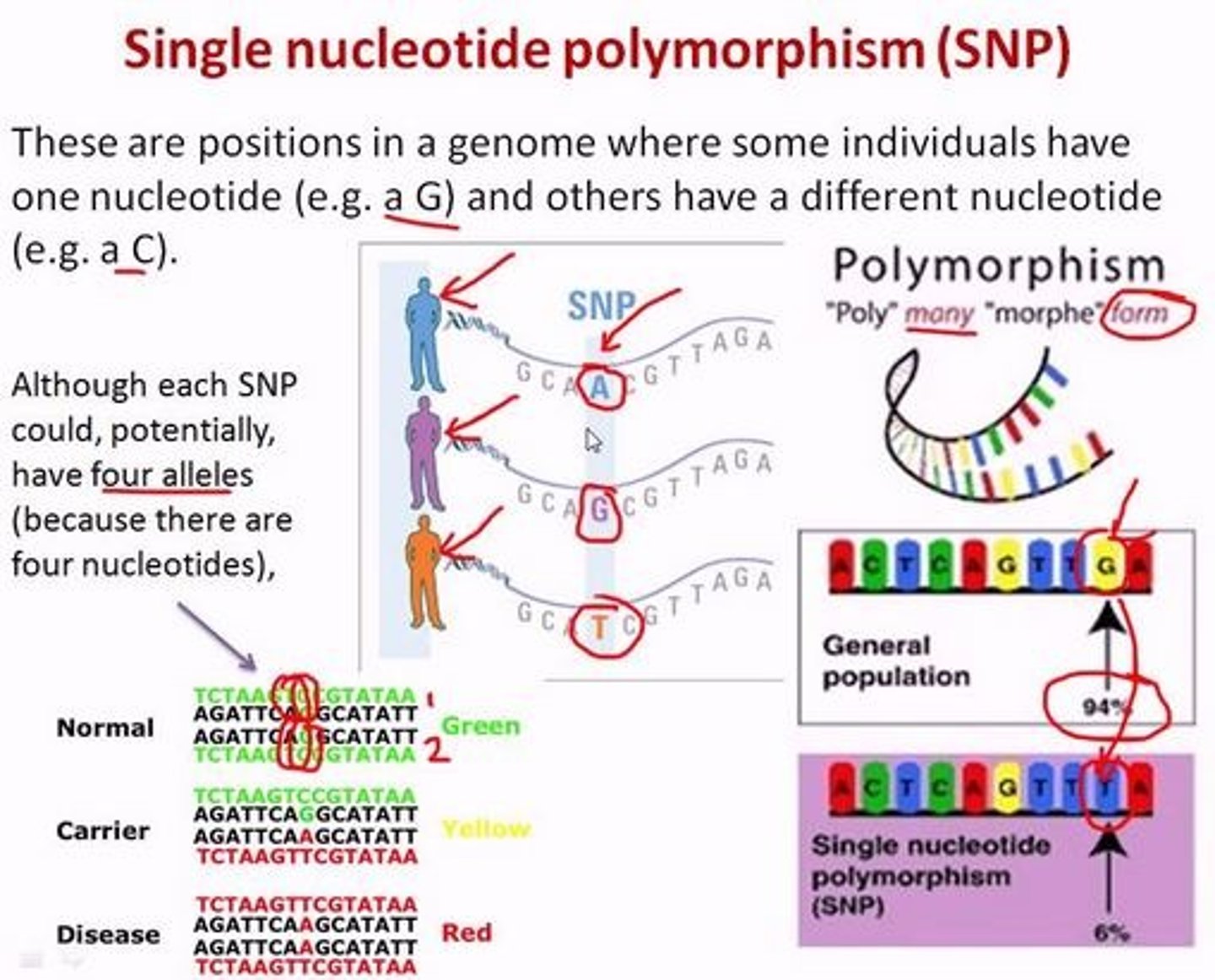 <p>What does all this information tell us about how much one human differs from another? Within the human population are millions of single-base differences, called single nucleotide polymorphisms, or SNPs (pronounced "snips"). Each human differs from the next by about 1 bp in every 1,000 bp. From these small genetic differences arises the human variety we are all aware of—differences in hair color, eyesight, allergies to medication, foot size, and even (to some unknown degree) behavior. Some of the SNPs are linked to particular human populations and can provide important information about human migrations that occurred thousands of years ago and about our more distant evolutionary past.</p>