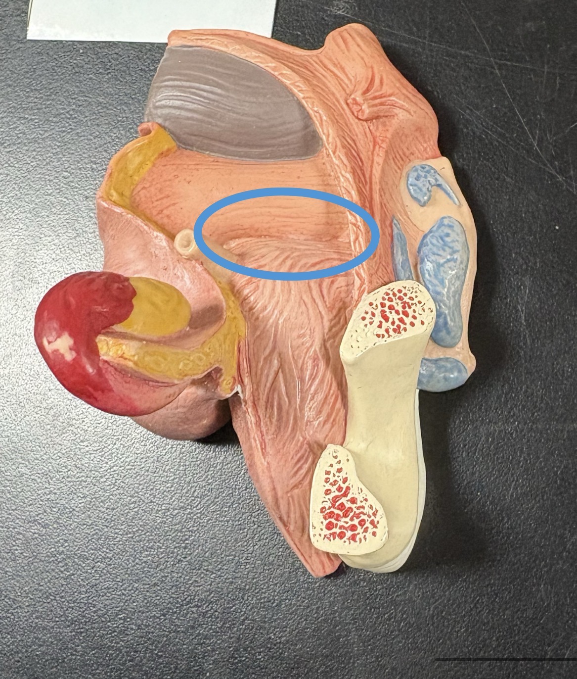 <p>superior </p><p>rounded region</p>