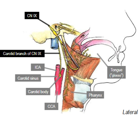<p>Conveys visceral sensory innervation</p><p>from carotid sinus (baroreceptors) and</p><p>carotid body (chemoreceptors), which</p><p>are both located at bifurcation of</p><p>common carotid a.</p>