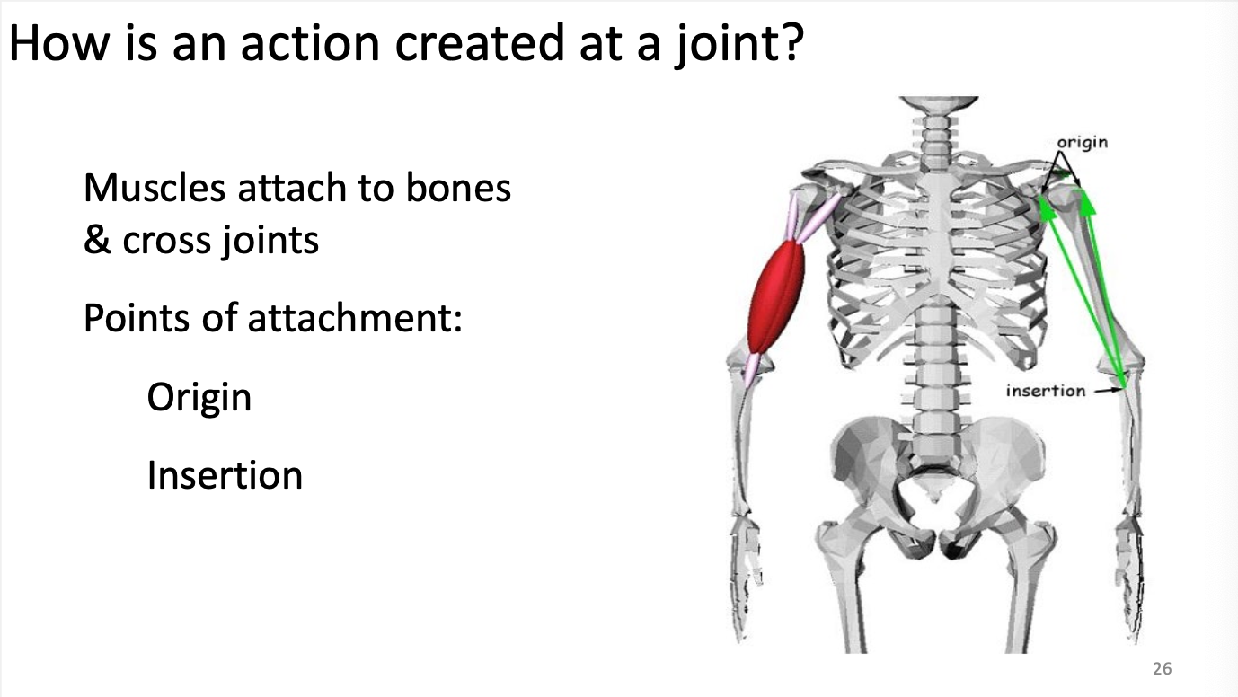 <p>Muscles attach to bones and cross joints</p><ul><li><p>Points of attachment</p><ul><li><p>Origin = POA that doesn’t move</p></li><li><p>Insertion = POA that does move</p></li></ul></li></ul><p></p>
