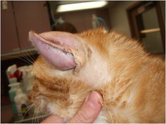 <p>- In dogs, 2ndary to trauma: especially shaking from otitis externa</p><p>- on the inner surface of the pinnae (concave surface)</p><p>- also occurs in cats and pigs (less common)</p>