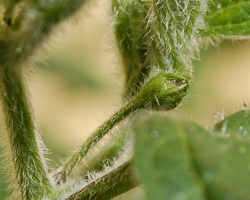 <p><span>covered with short, soft, fine hairs</span></p>