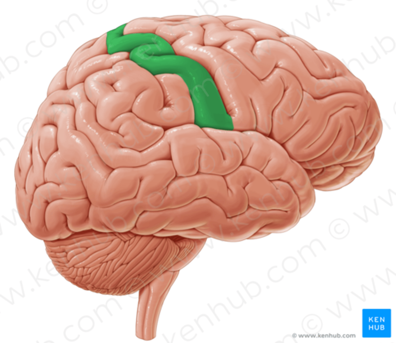 <p>Elevation located just posterior to the central sulcus.</p>