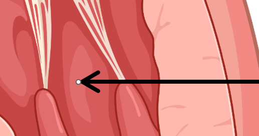 <p>What is this part of the heart?</p>