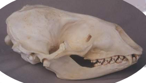 <p>Phoca vitulina</p>