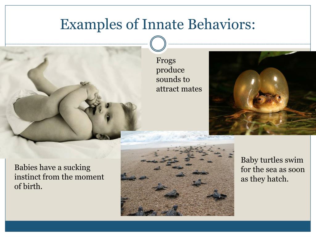<p>What is innate behavior?</p>