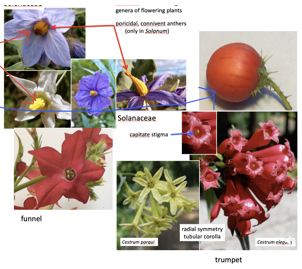 <p>Solanaceae</p>