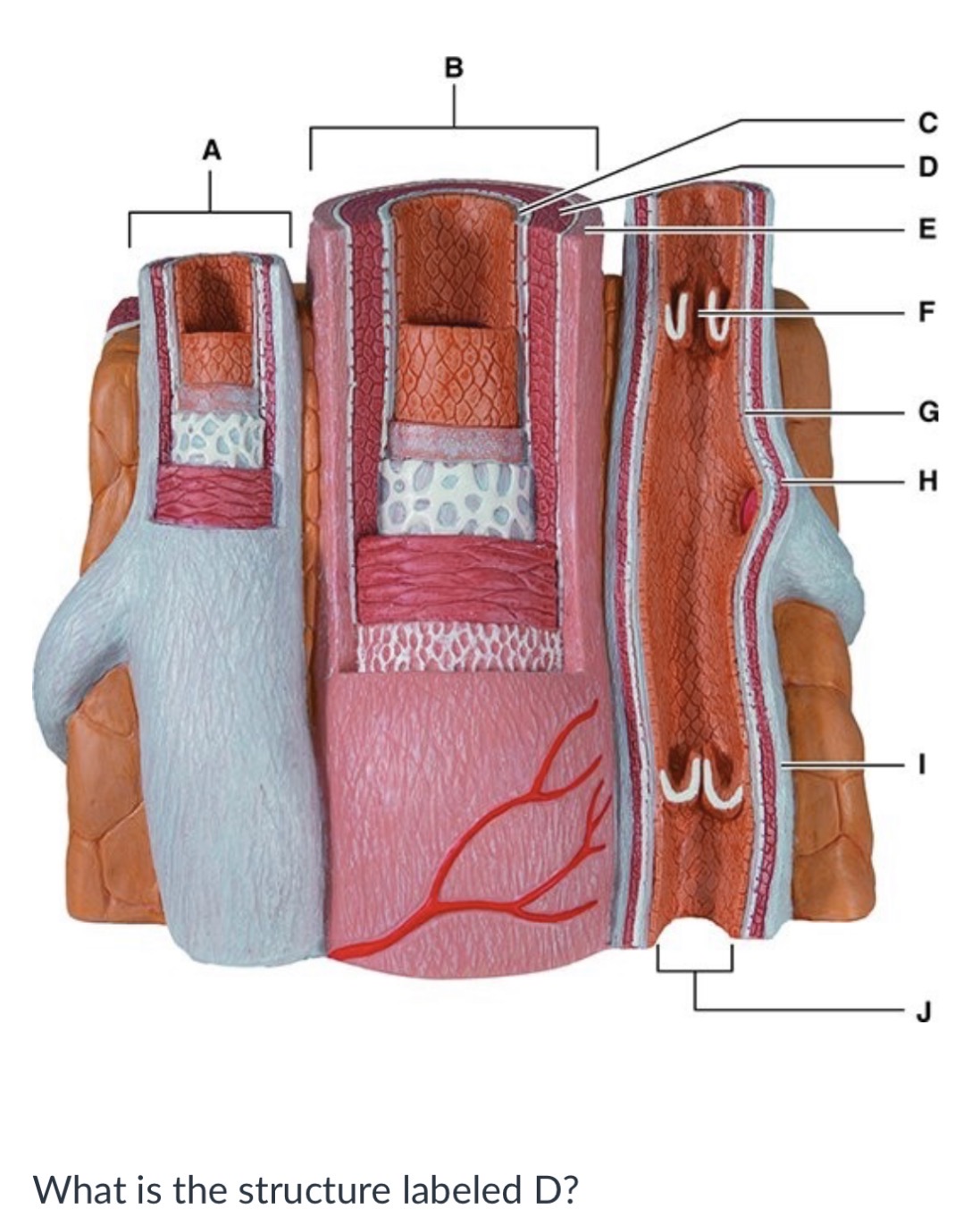 <p>Vein</p><p>Tunica media of vein</p><p>Tunica media of artery</p><p>Artery</p>
