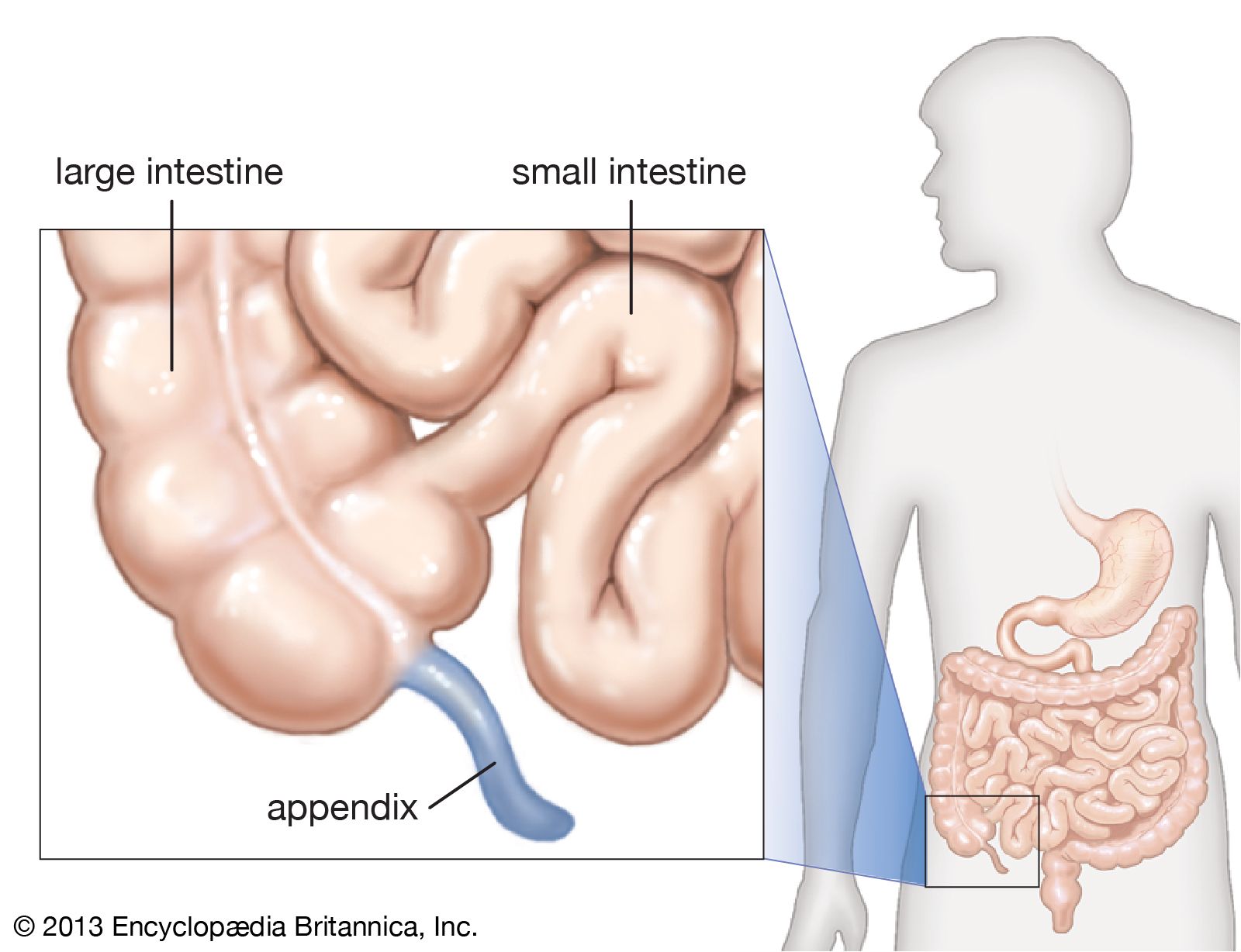 <ul><li><p>Thin tube joined to the large intestine.</p></li><li><p>Part of immune system</p></li><li><p>Serves as a reservoir for beneficial bacteria</p></li></ul><p></p>