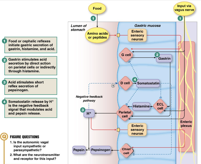 <p><strong><u>Digestion</u></strong></p><ul><li><p>Proteins (acid, pepsin)</p></li><li><p>Fats (gastric lipase)</p></li></ul><p><strong><u>Absorption</u></strong></p><ul><li><p>Alcohol, Lipophilic drugs (aspirin): rate of alcohol consumption and % alcohol affect absorption because they create a concentration gradient</p></li><li><p>Very small amounts of water</p></li></ul><p></p>