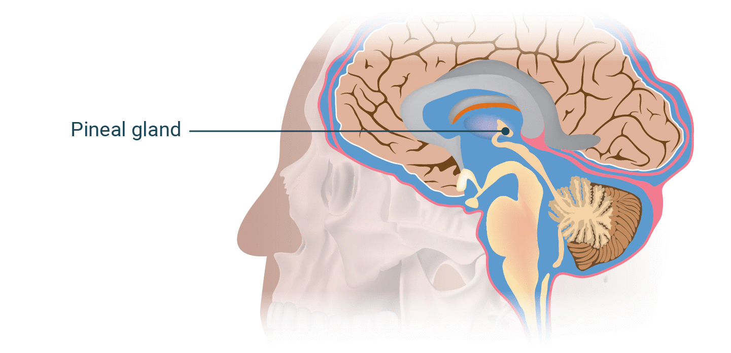 <p>Pineal gland</p>