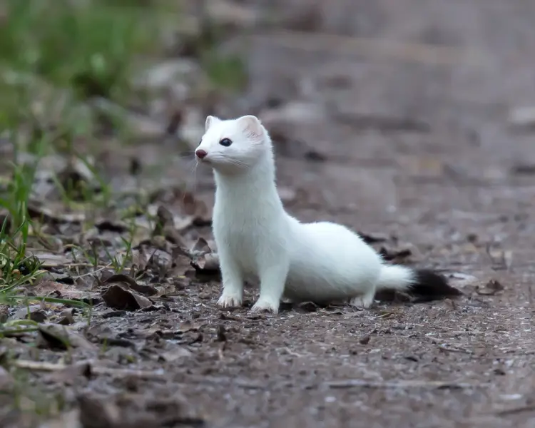 <p>Common Name: Ermine</p>