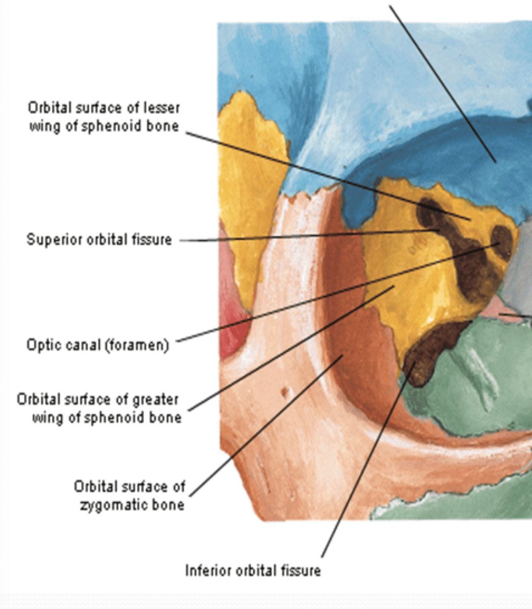 <p>The inferior orbital fissure of the orbit is between what bones? </p>