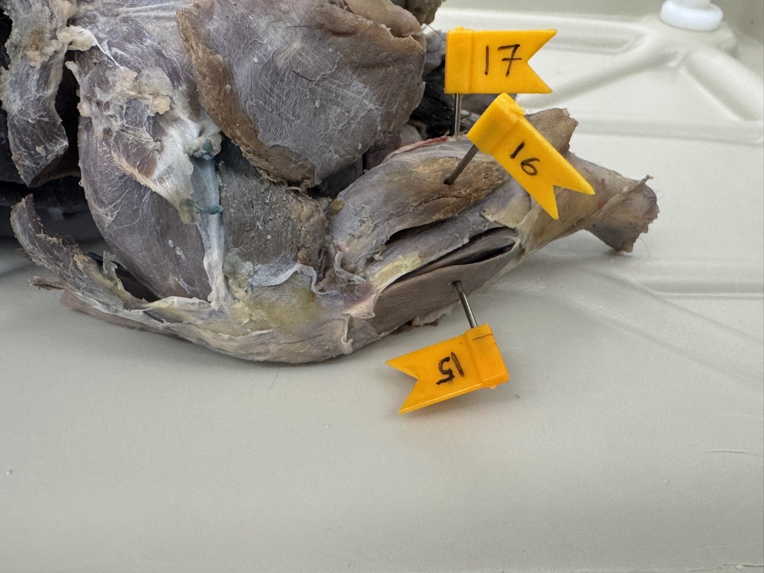 <p>Numbers:</p><p>15</p><p>16</p><p>17</p>