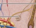 <p>What structure is this?</p>