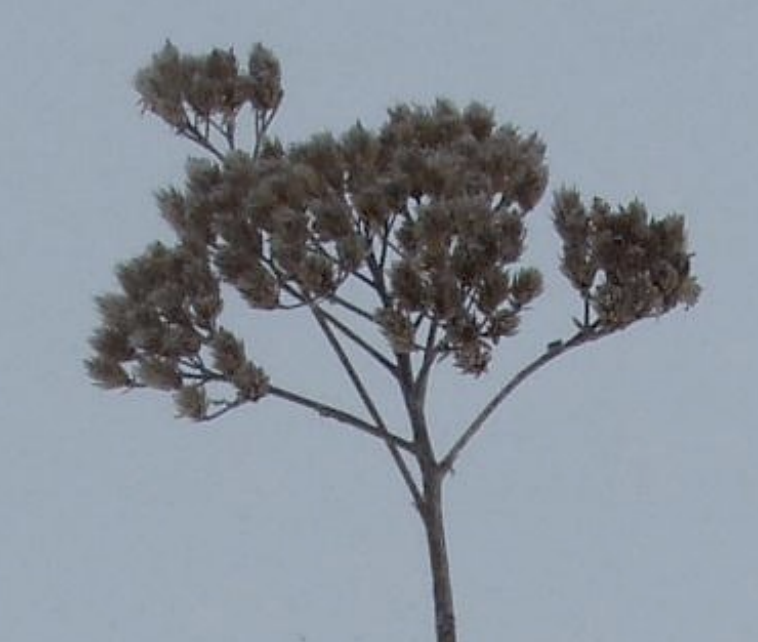 <p>tan bracts à heads arranged in flat-topped clusters = corymb • fern-like leaves in basal rosette, present in winter</p>