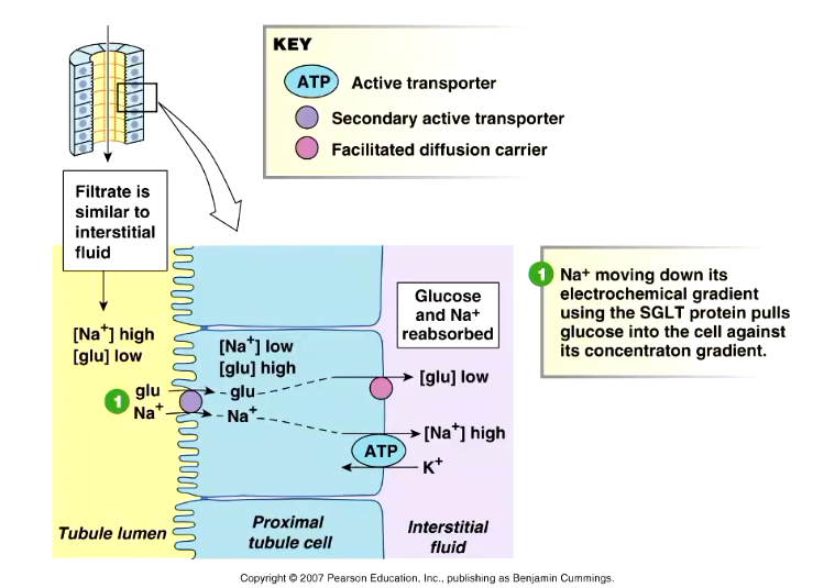 <ul><li><p>Na+ gradient can be used ith cotransporters</p></li><li><p>every Na+ that comes through can bring other molecules ith it too, such as glucose or amino acid transporters</p></li><li><p>e ant to reabsorb all glucose so e have a lot of these transporters</p></li></ul><p></p>