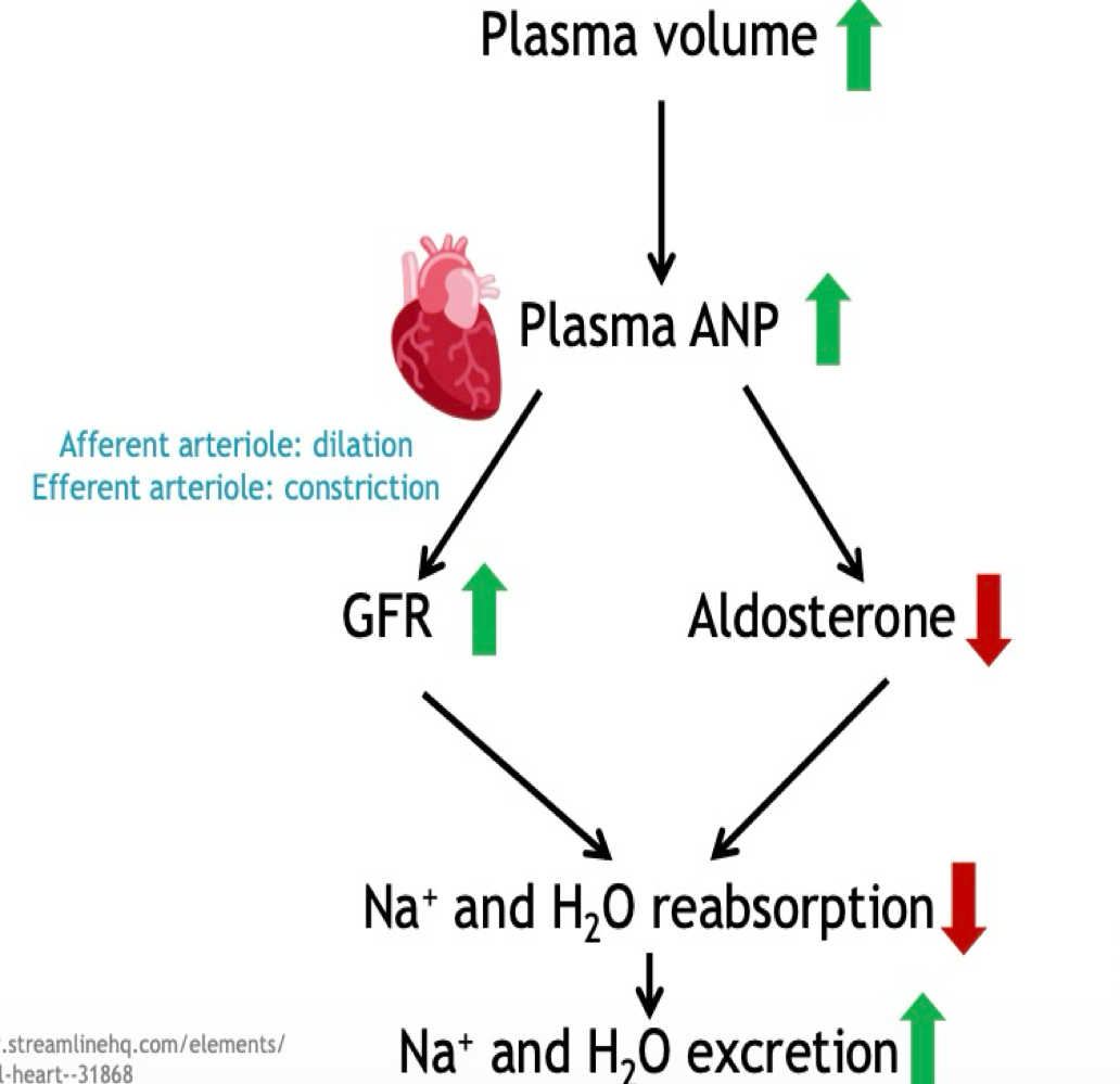 <ul><li><p>Response with ANP</p><ul><li><p>High plasma volume → increase in plasma ANP → High GFR and low aldosterone → sodium and water reabsorbtion is low and more sodium and water is excreted</p></li></ul></li></ul><p></p>